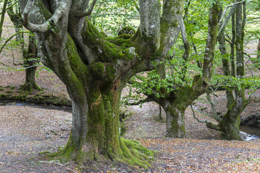 Vizcaya - parque natural del Gorbea 07 - hayedo de Otxarreta.jpg